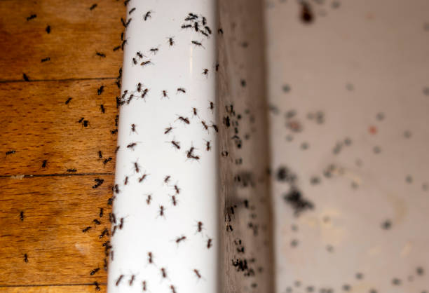 Best Pest Removal Services  in Sparta, TN